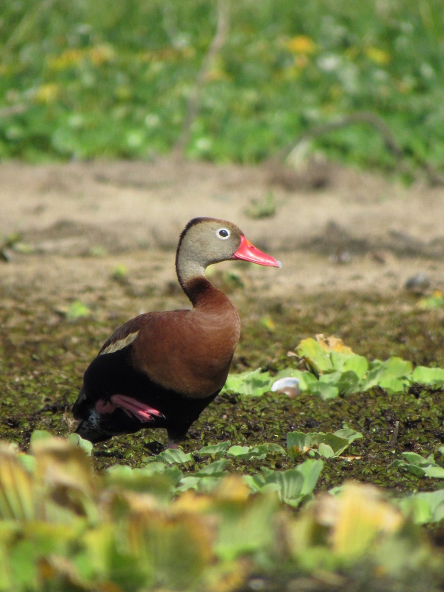 Black-bellied Whistling-Duck - Breden Urquia