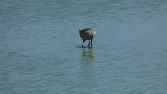 לימוזה אמריקנית - ML445354381