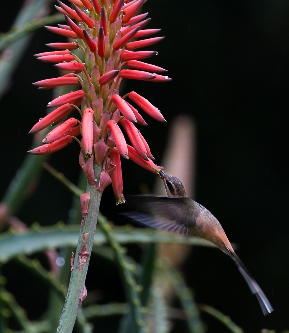 Planalto Hermit - ML445356101