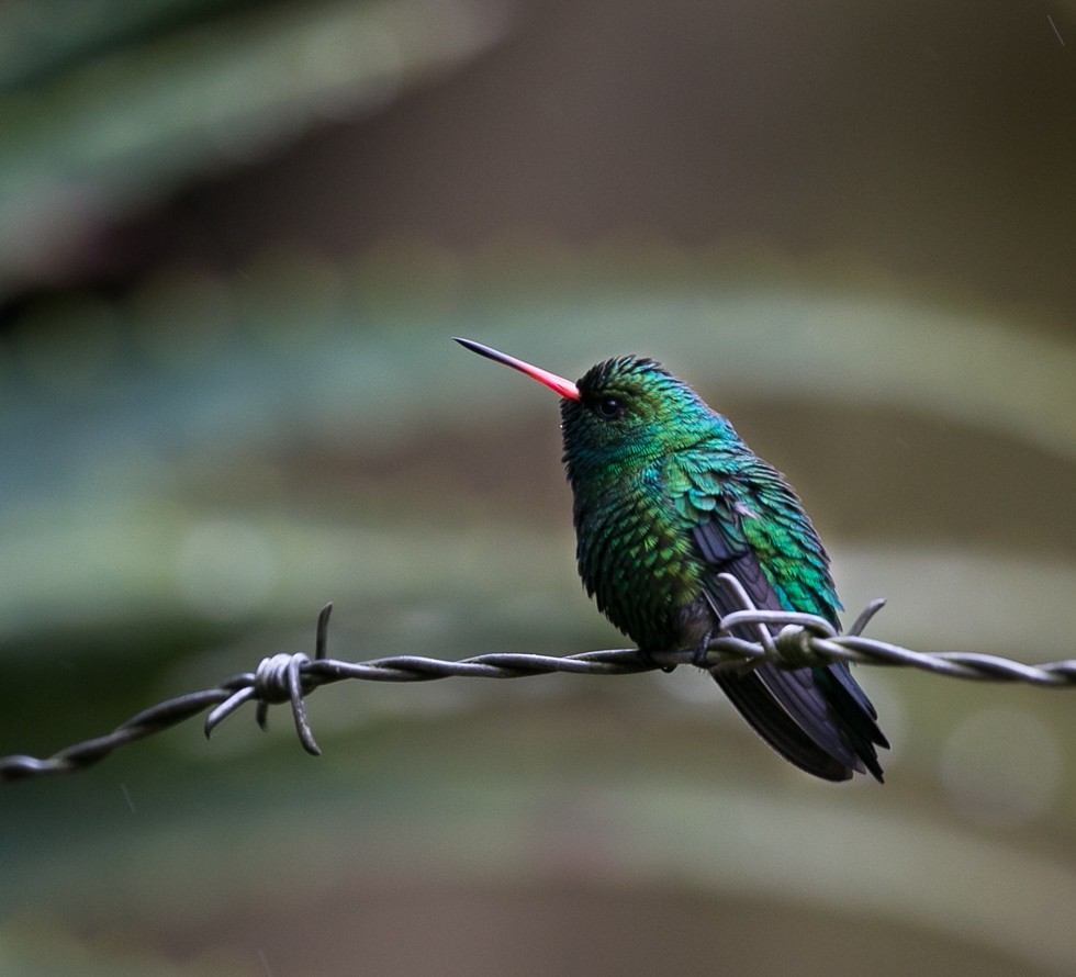 Glittering-bellied Emerald - ML445357691