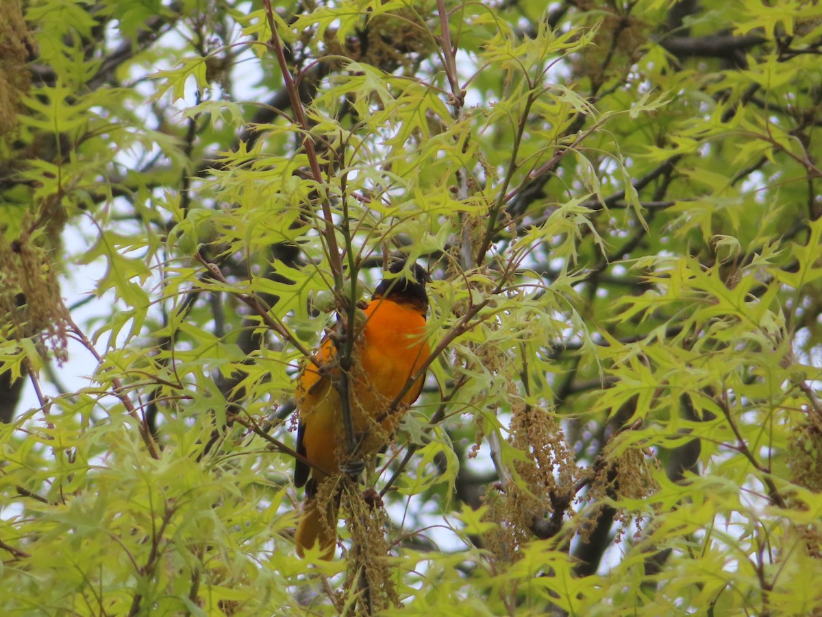 Baltimore Oriole - ML445357811