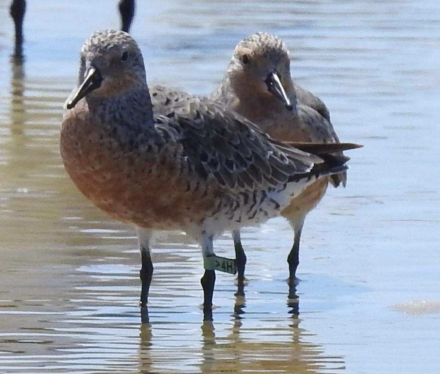 Red Knot - ML445360141