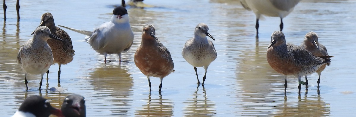 Red Knot - ML445360821