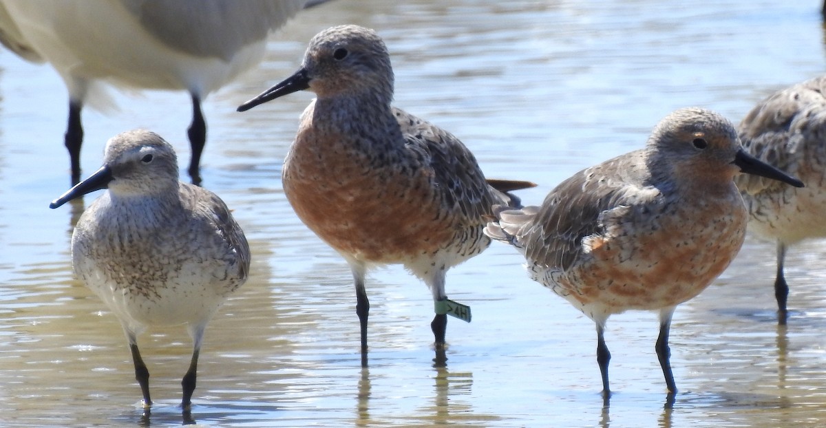 Red Knot - ML445361091