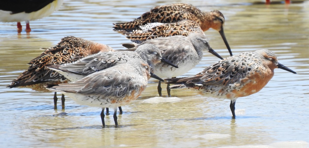 Red Knot - ML445362191