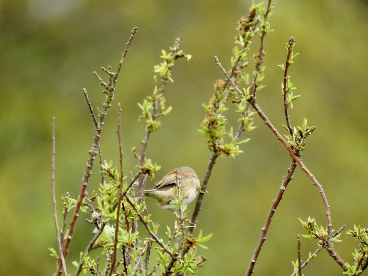 Greater Whitethroat - ML445362511