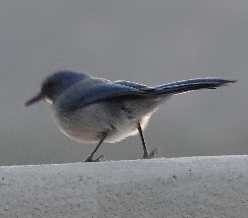 Woodhouse's Scrub-Jay - judy shimm