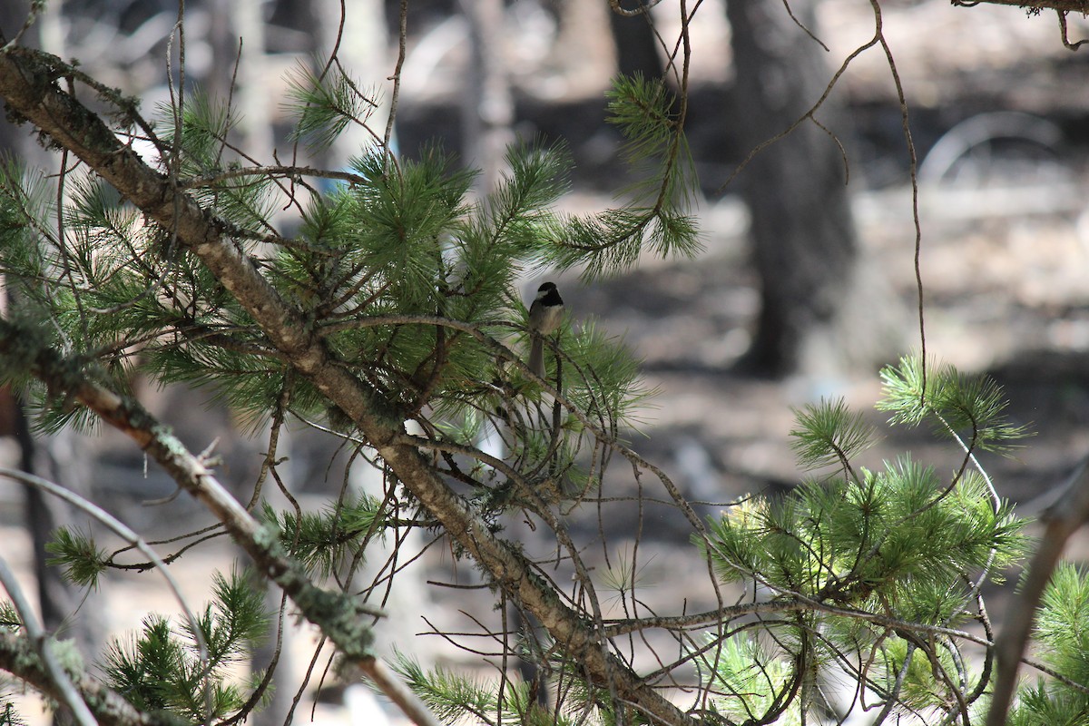 Mexican Chickadee - ML445364801