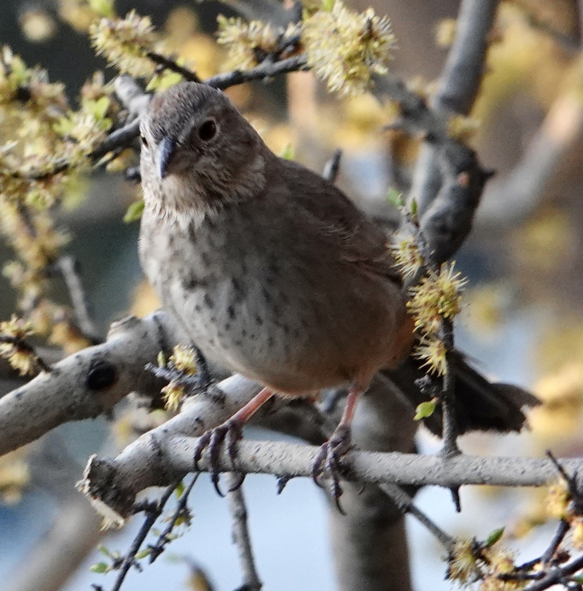 Canyon Towhee - ML445366831