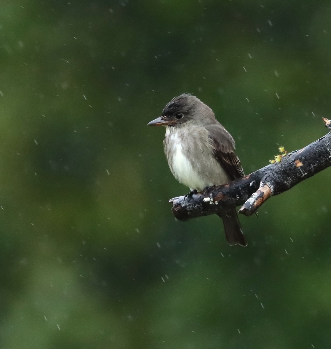 Olive-sided Flycatcher - Don Munson