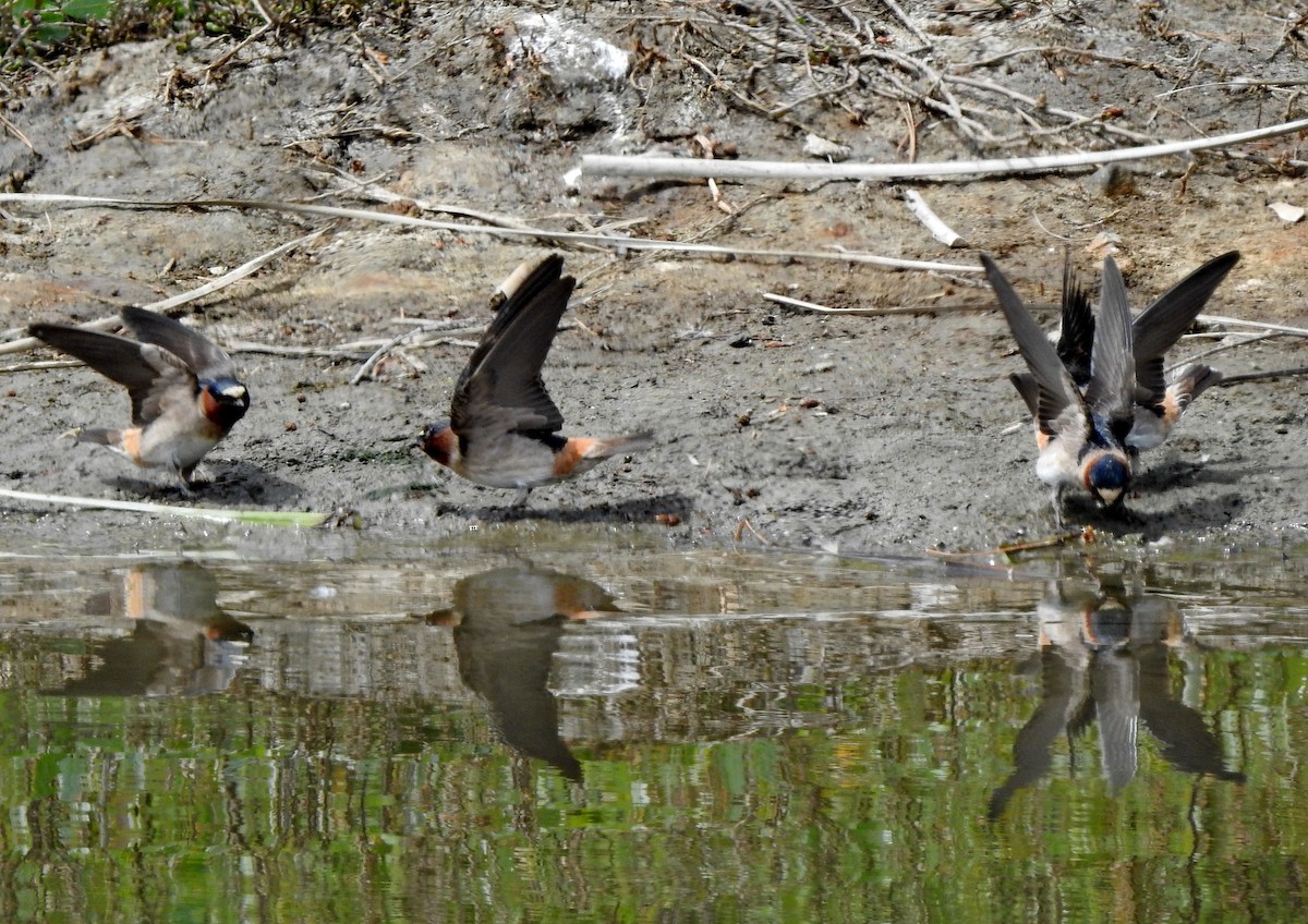 Cliff Swallow - ML445369021