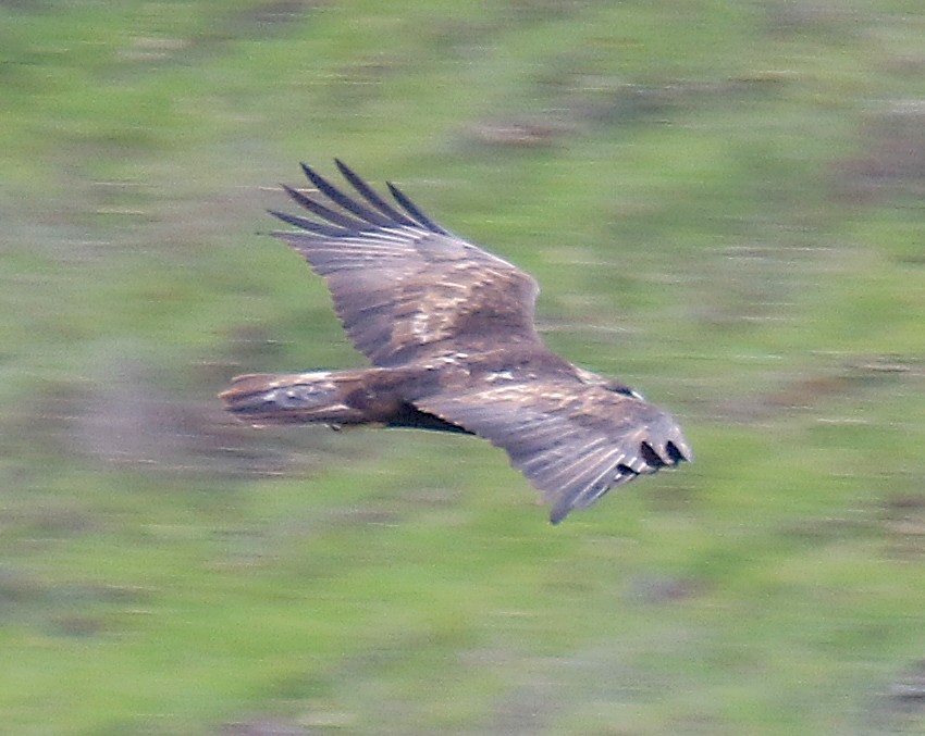 Golden Eagle - Ed Thomas