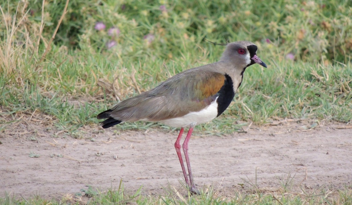 Southern Lapwing - ML44537081