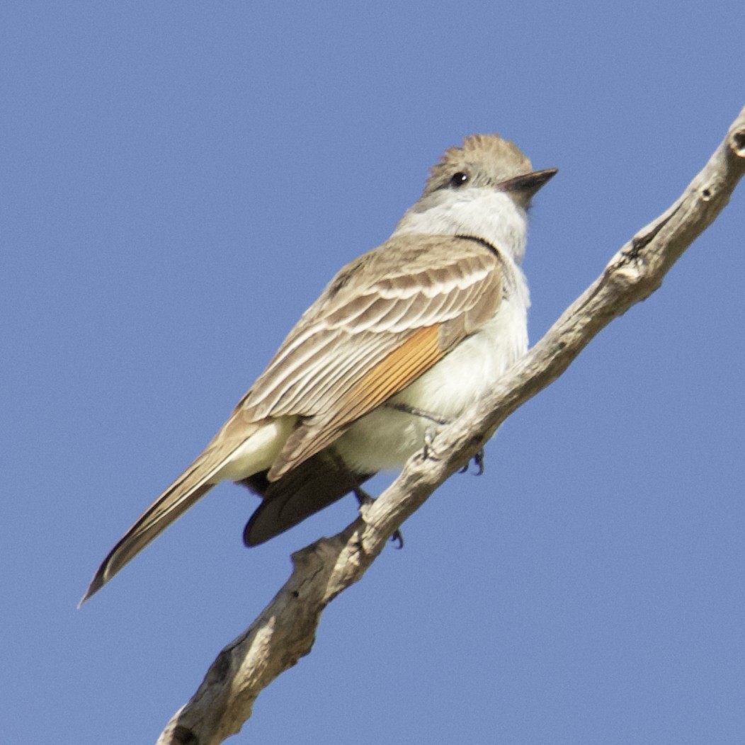 Ash-throated Flycatcher - ML445370901