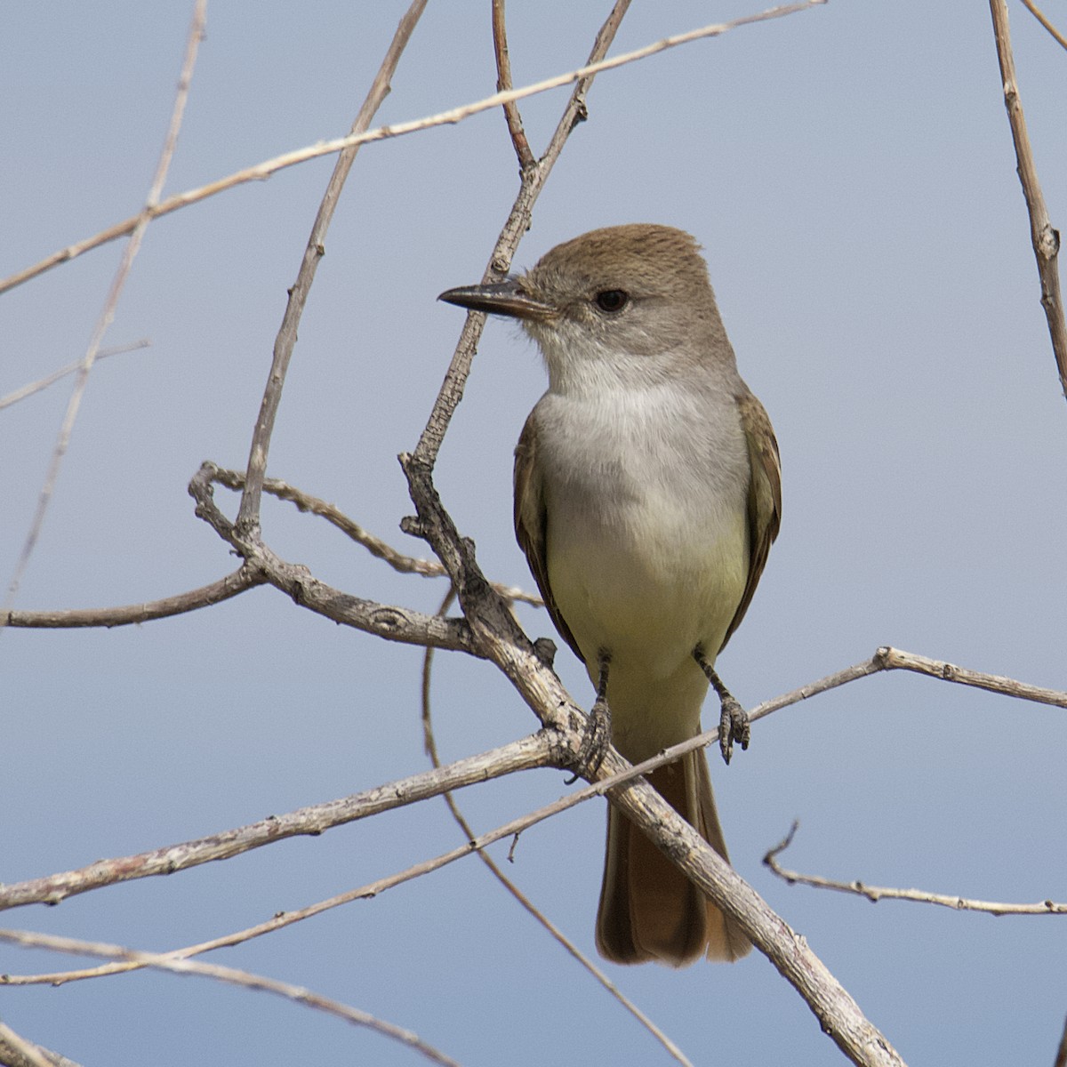 Ash-throated Flycatcher - ML445371371