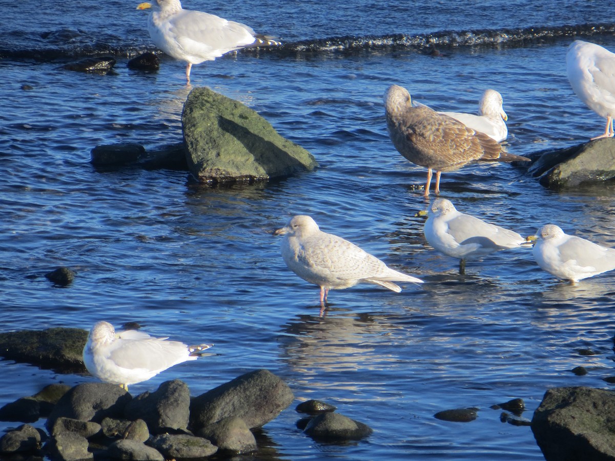 Iceland Gull (kumlieni/glaucoides) - ML44537241