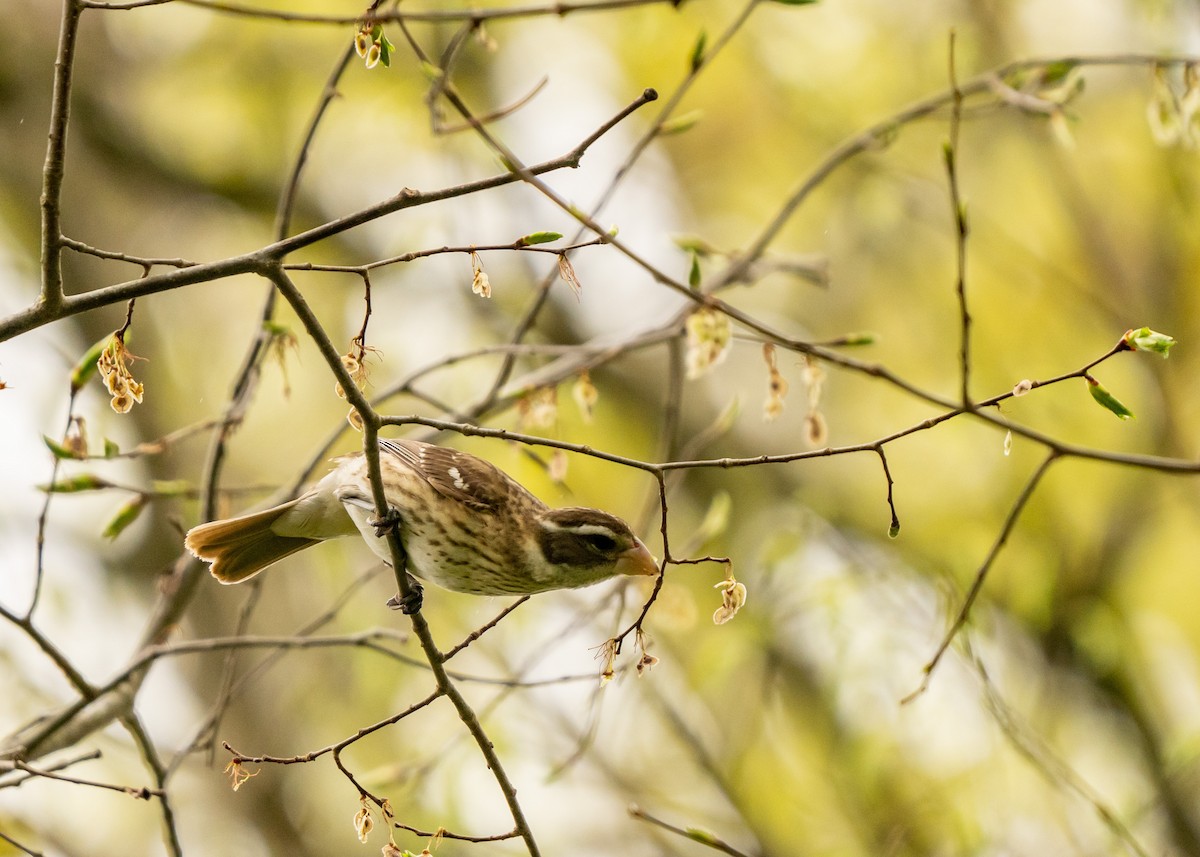 Rose-breasted Grosbeak - ML445374421