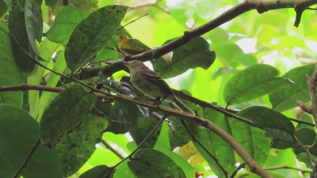 Cocos Tyrannulet - ML445375051