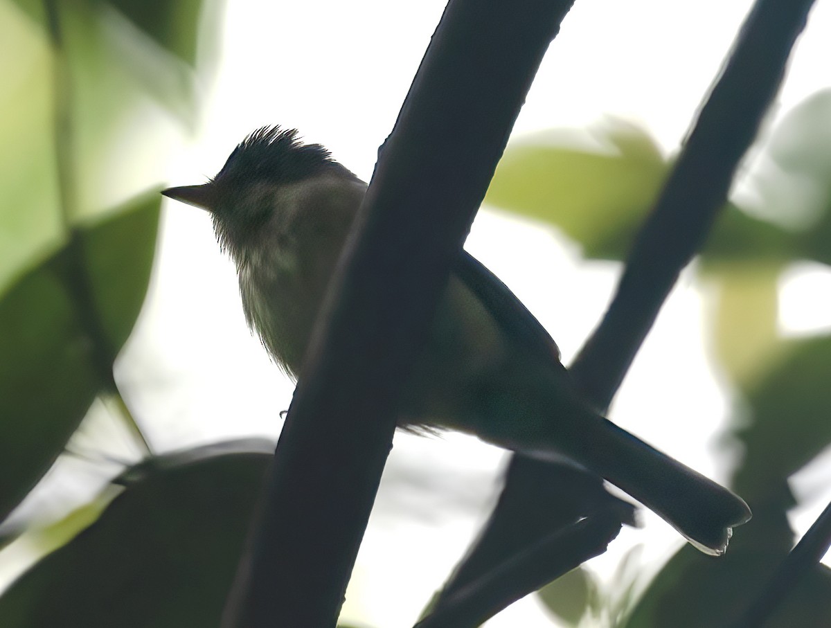 Acadian Flycatcher - Ron Grabyan