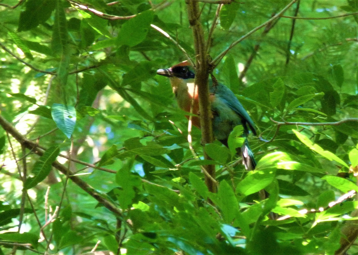 Rufous-capped Motmot - ML445378241