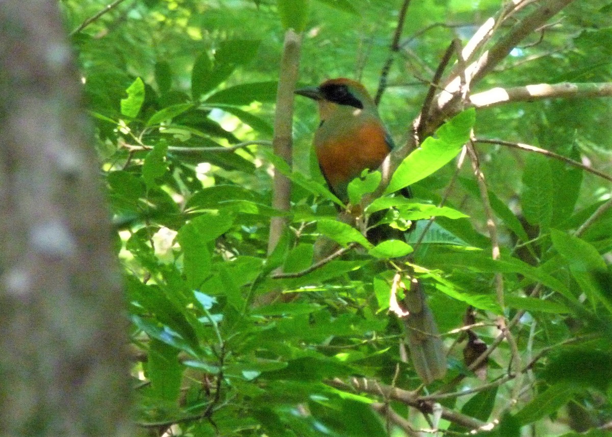 Rufous-capped Motmot - ML445378271