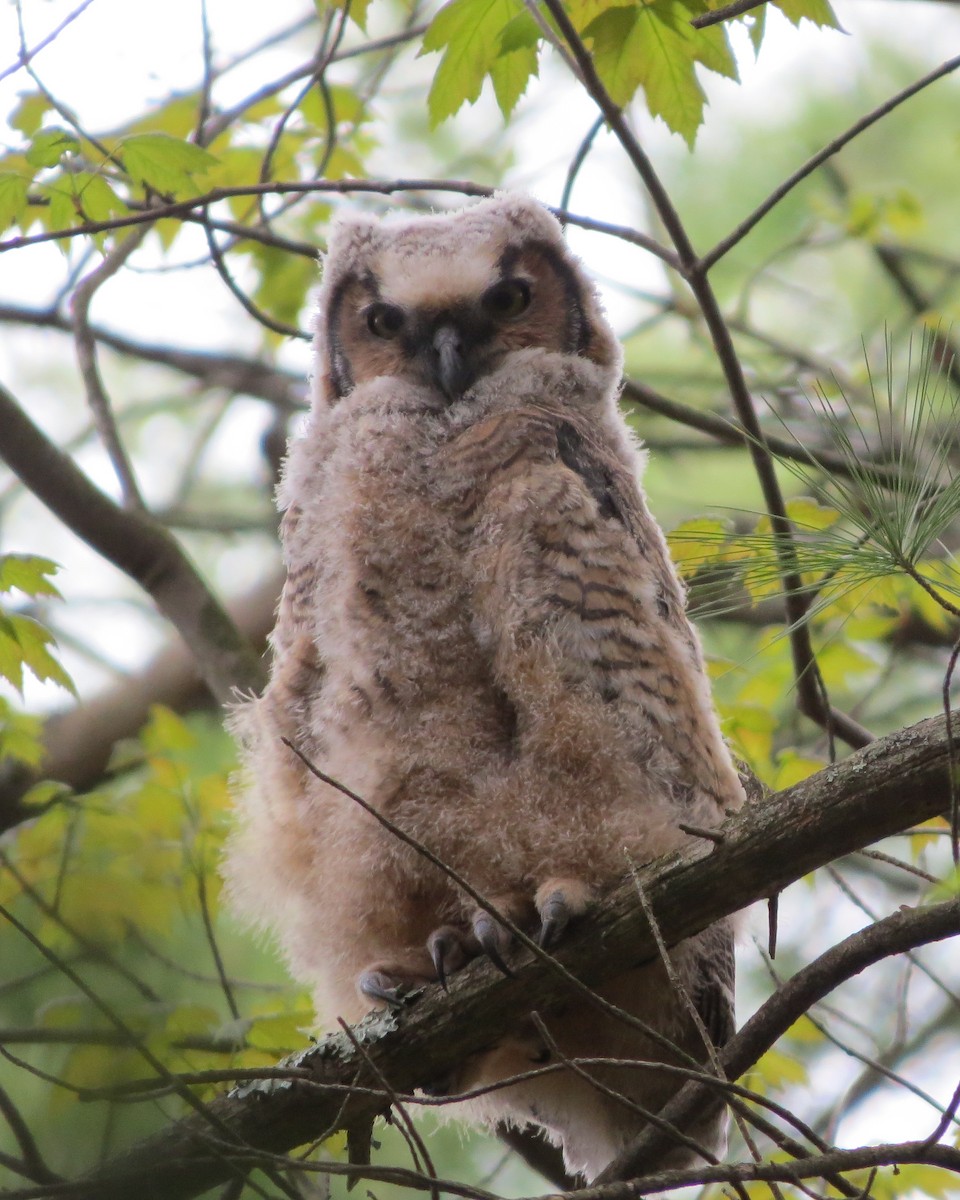 Great Horned Owl - ML445379101