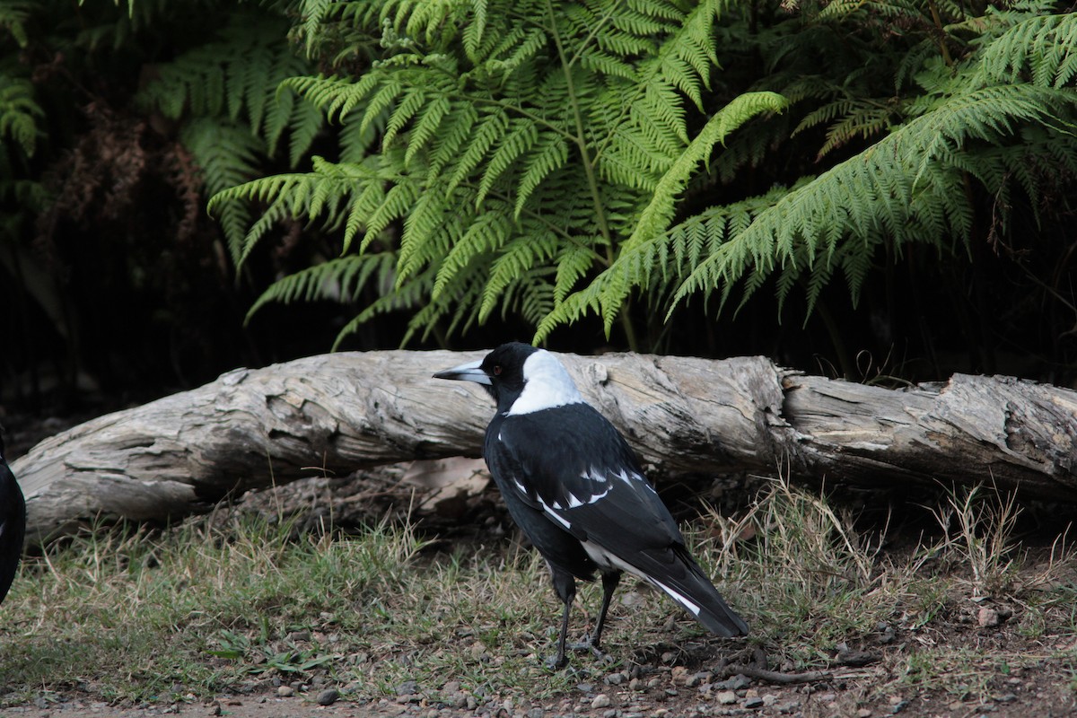 Australian Magpie - Richard Dunn