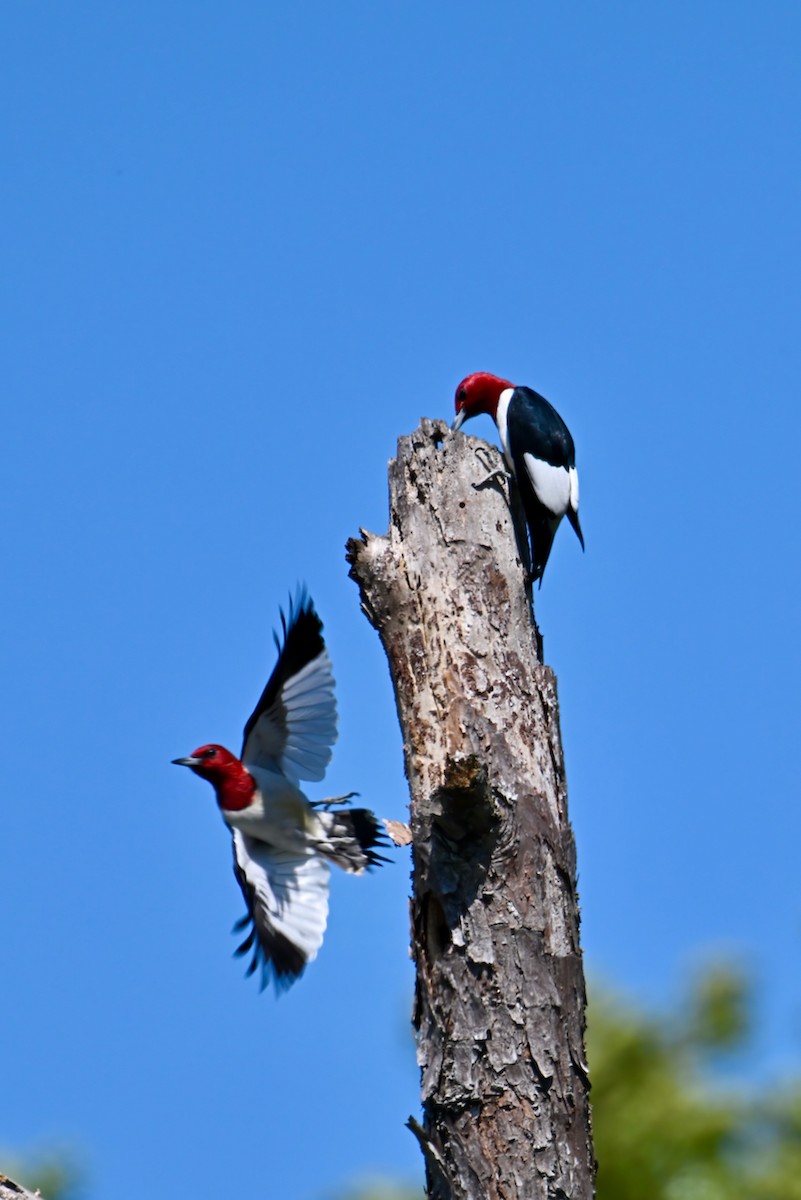 Red-headed Woodpecker - ML445380071