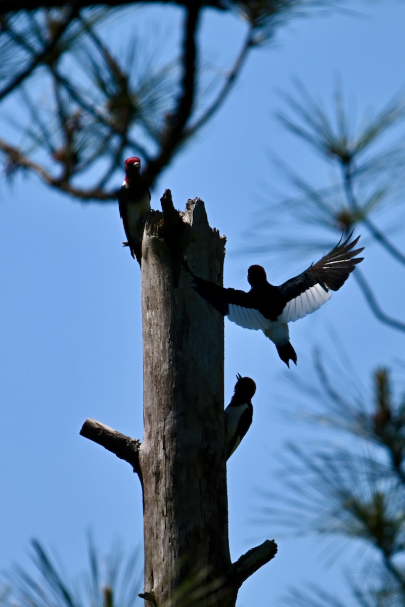 Red-headed Woodpecker - ML445380171