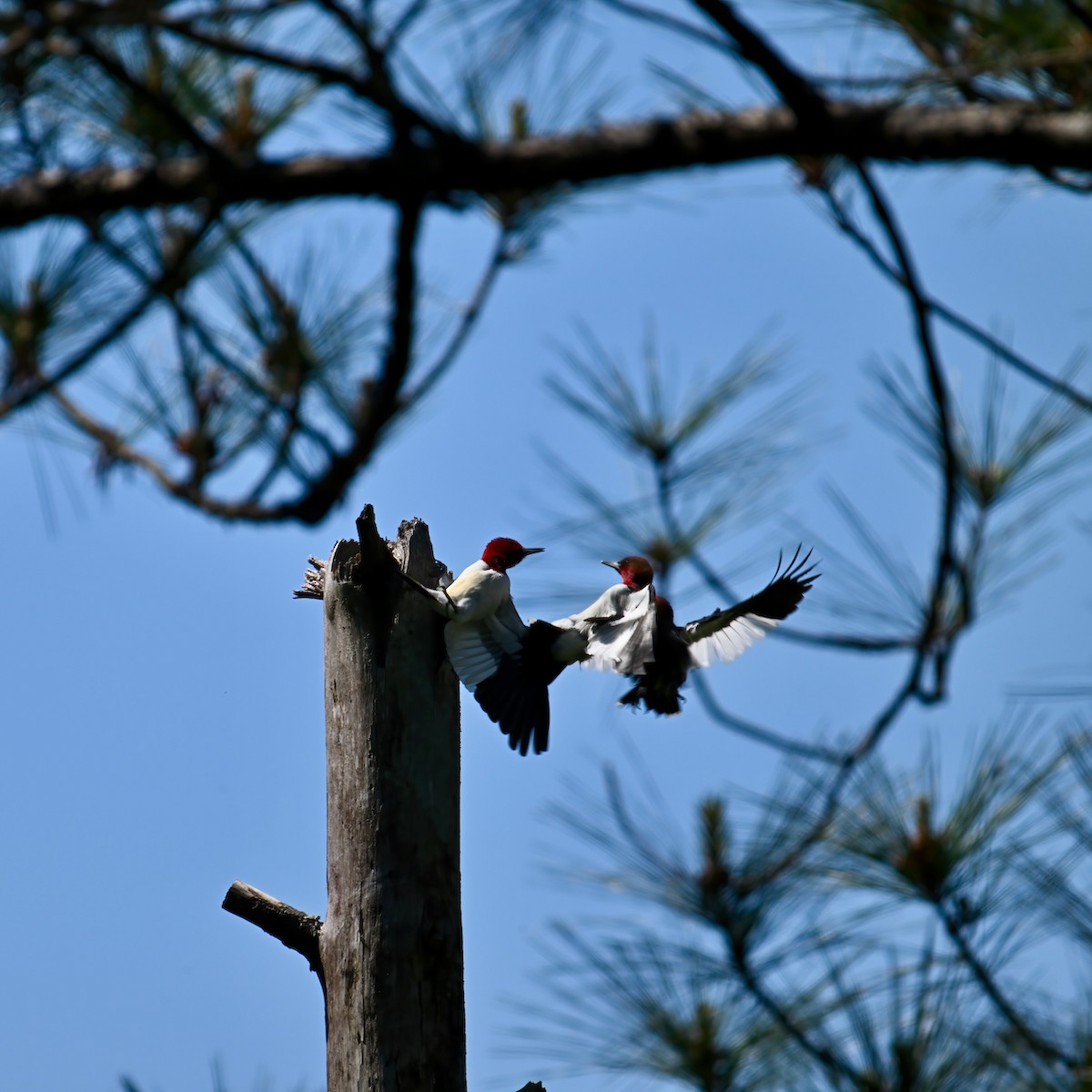 Red-headed Woodpecker - ML445380431