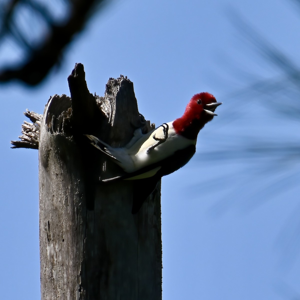 Red-headed Woodpecker - ML445380441