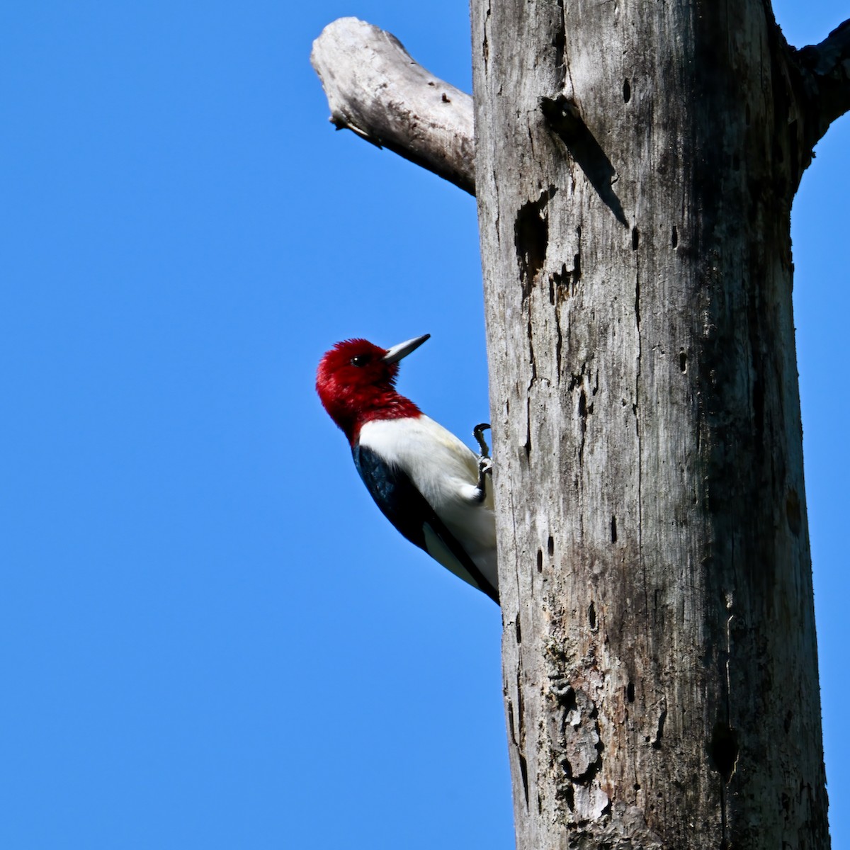 Red-headed Woodpecker - ML445380451