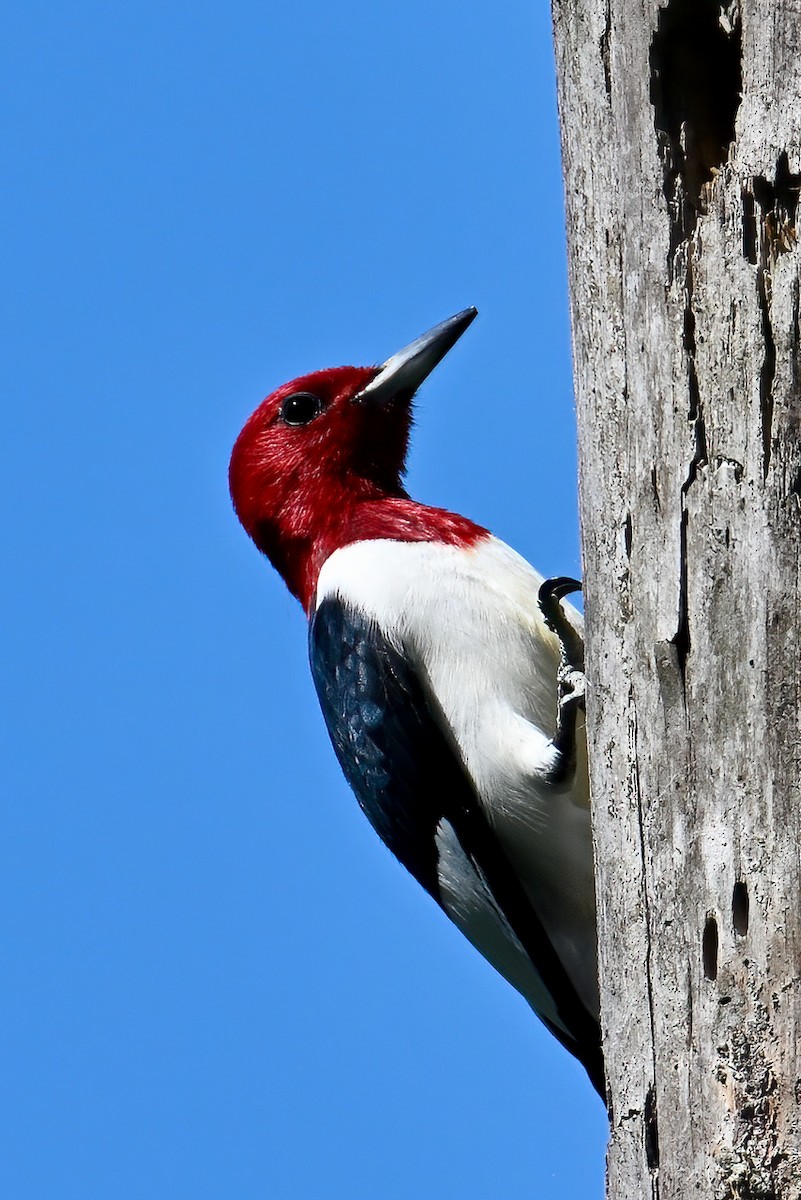 Red-headed Woodpecker - ML445380461