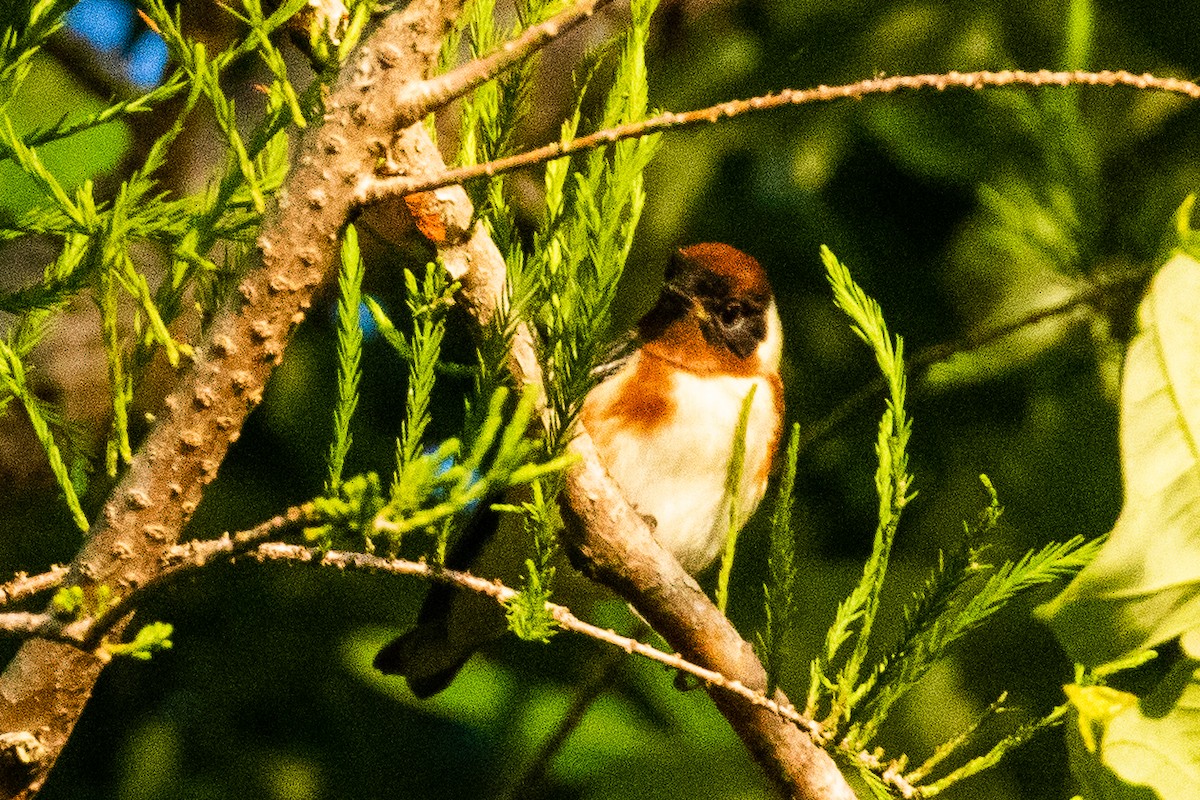 Bay-breasted Warbler - ML445380551