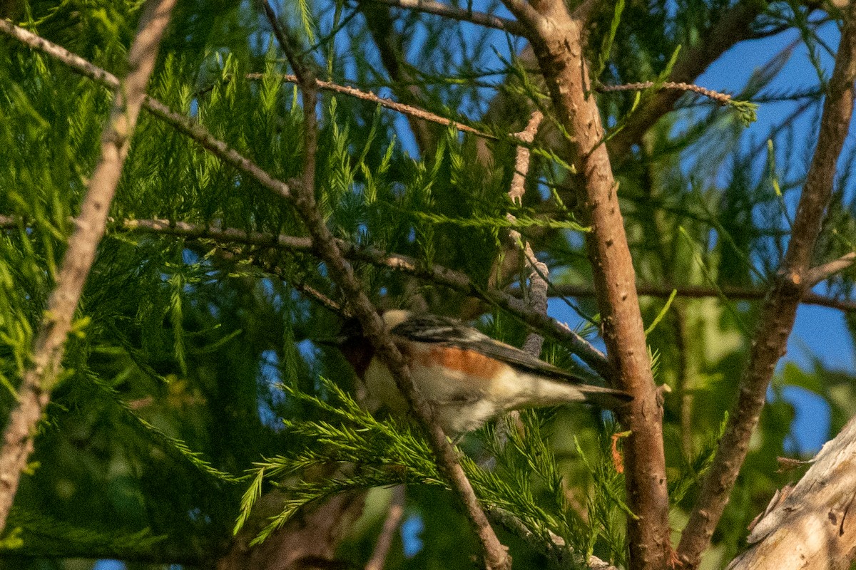 Bay-breasted Warbler - ML445380611