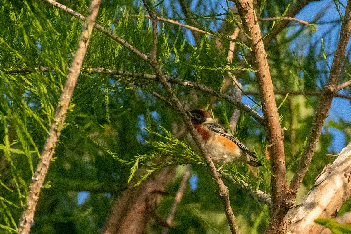 Bay-breasted Warbler - ML445380631