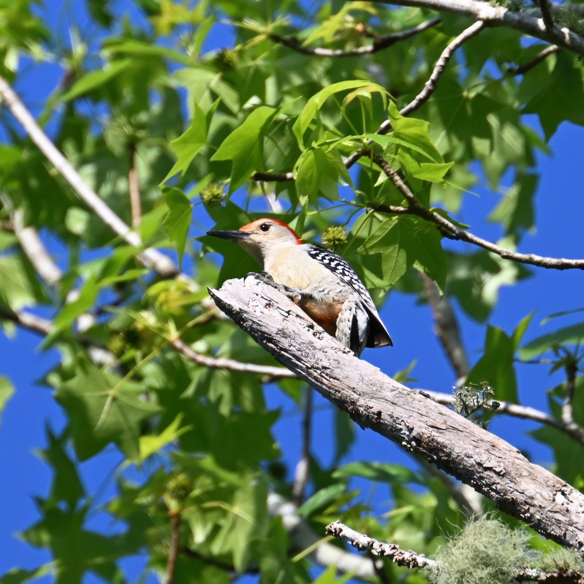 Red-bellied Woodpecker - ML445380821