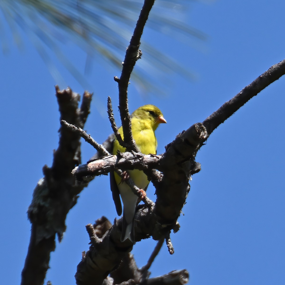 American Goldfinch - ML445381221