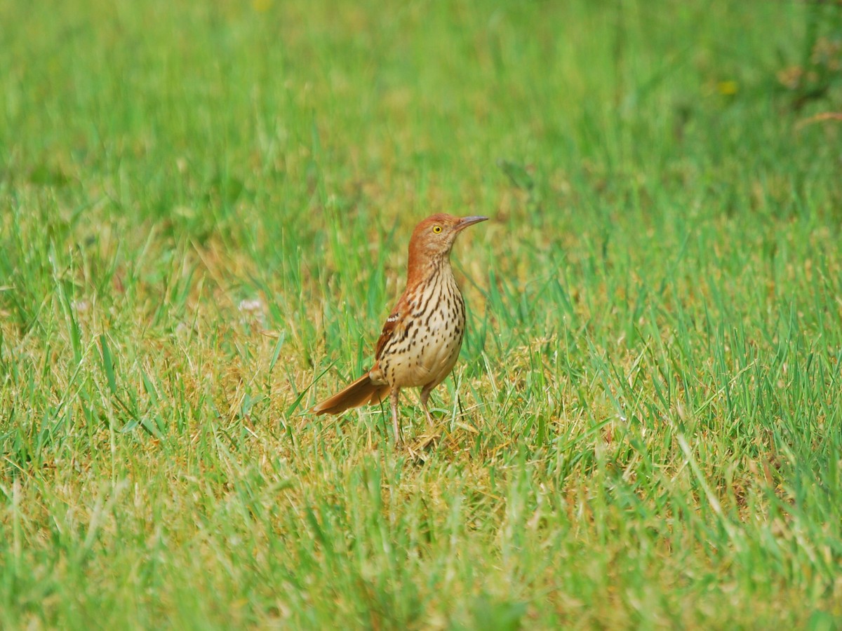 Brown Thrasher - ML445381541