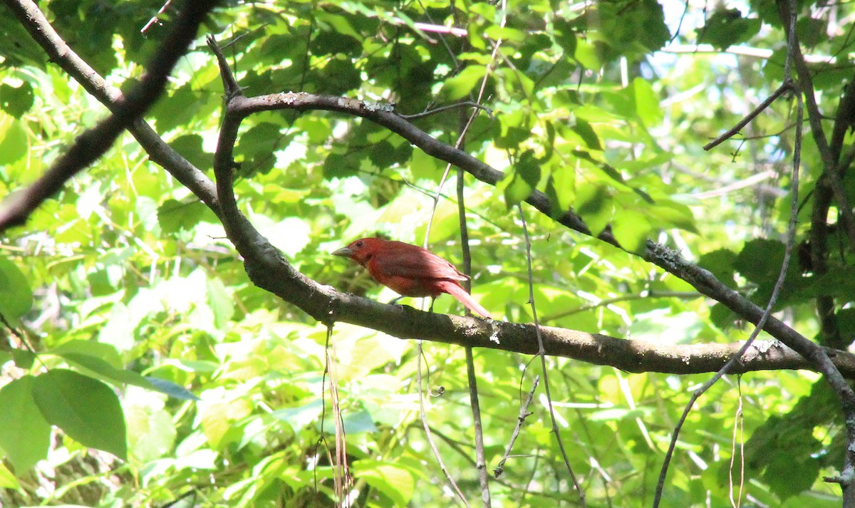 Summer Tanager - ML445383021