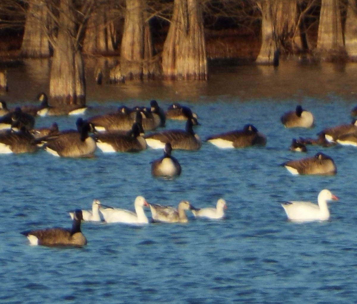 Ross's Goose - ML44538321