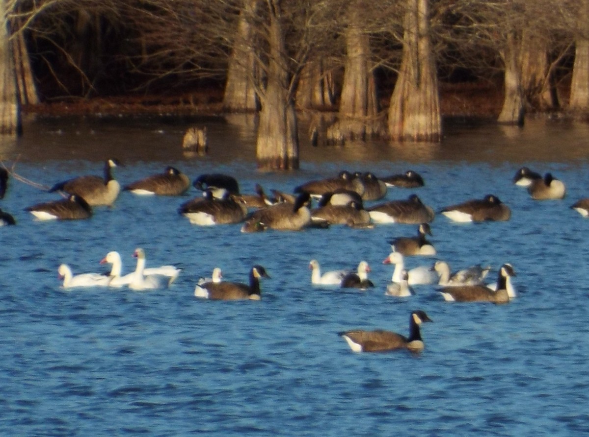 Ross's Goose - ML44538341