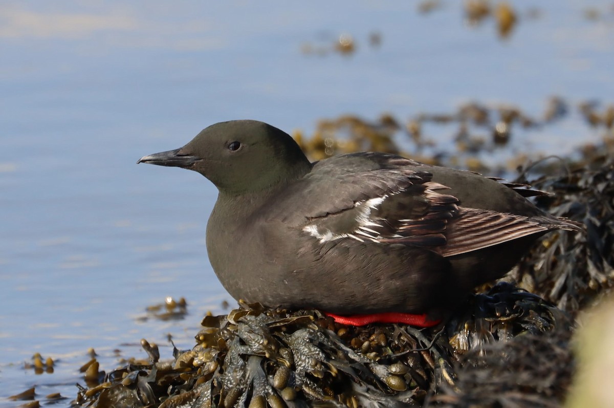 Black Guillemot - ML445384461