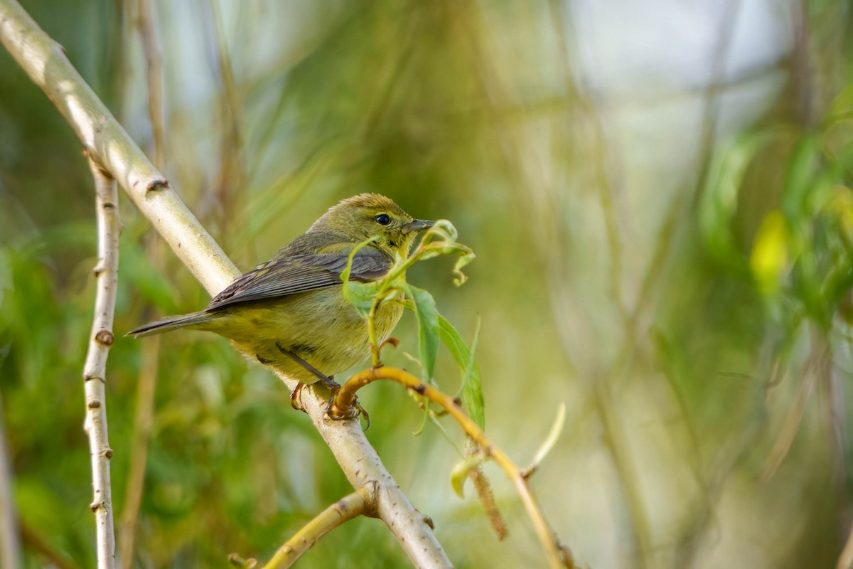 Orange-crowned Warbler - ML445384471