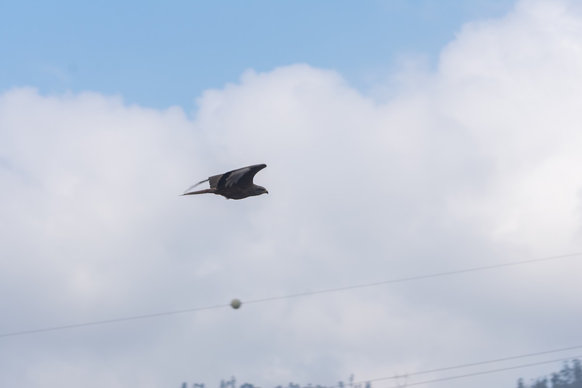 Black Kite - João Lima