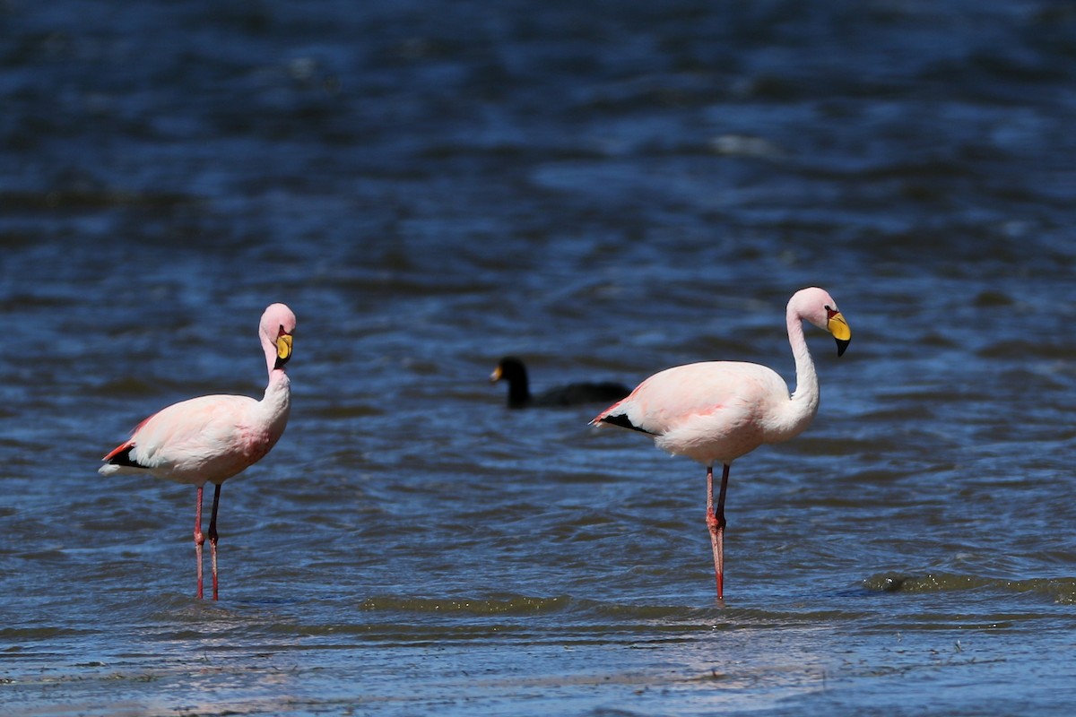 Puna Flamingosu - ML445385561