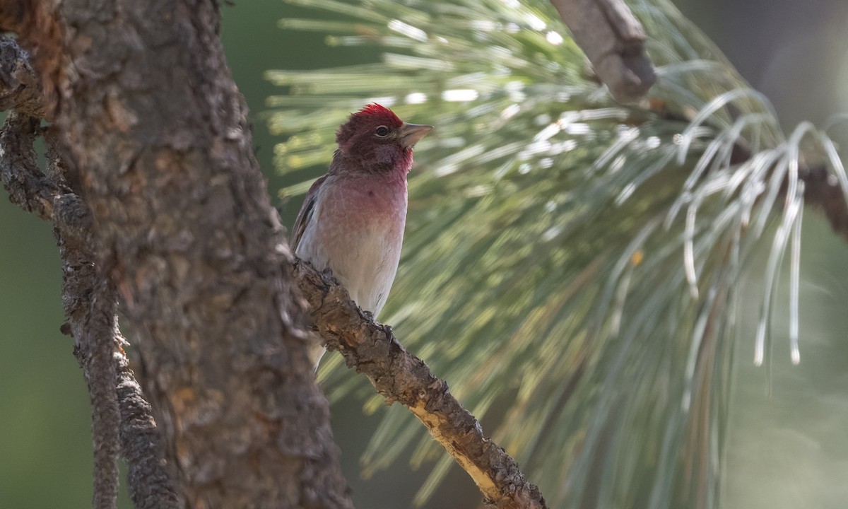 Cassin's Finch - ML445386541