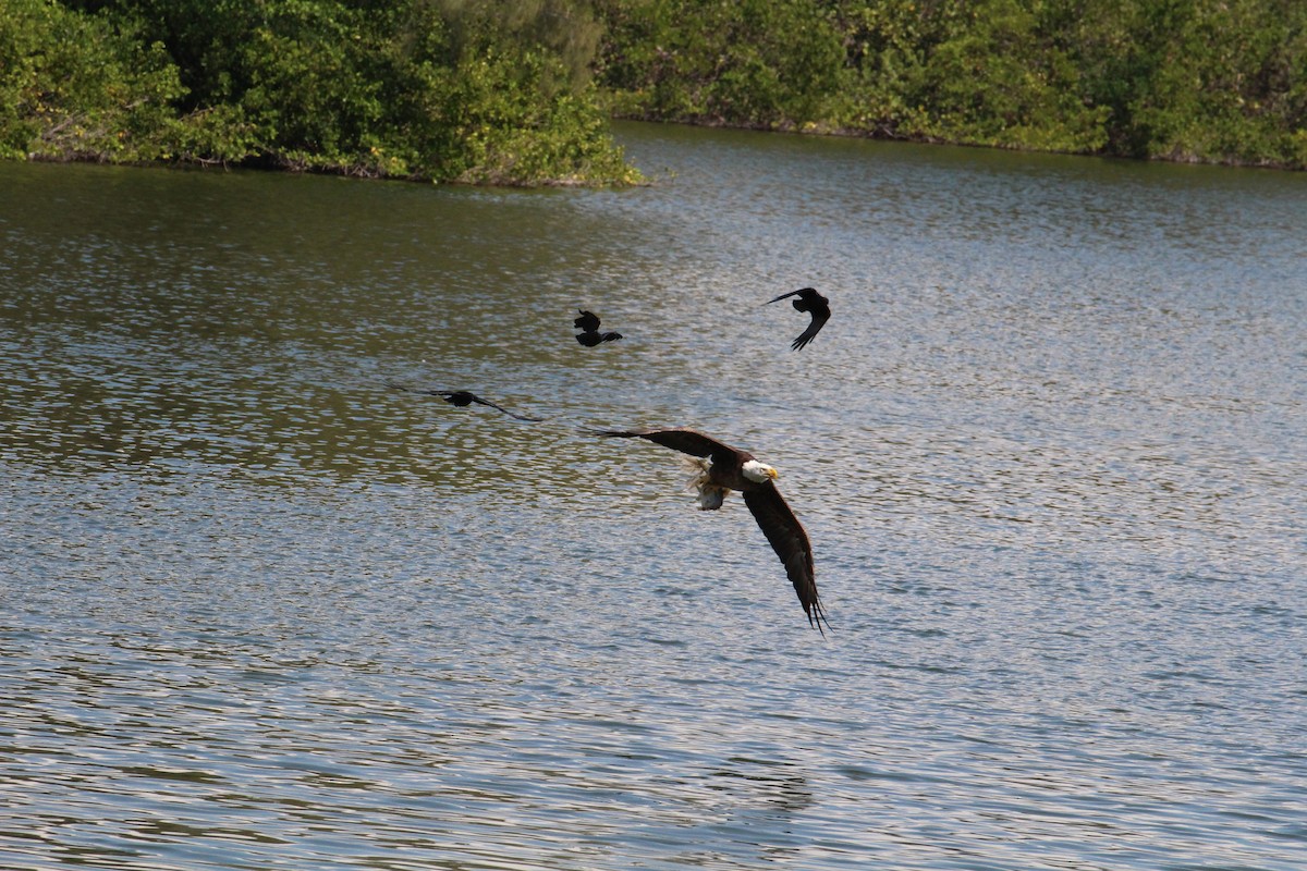 Bald Eagle - ML445386841