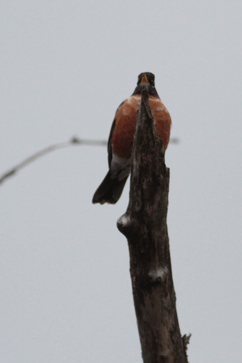 American Robin - ML445386961