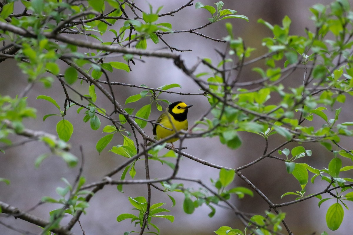 Hooded Warbler - ML445387911